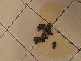 私は自撮りガール/オシッコ・ウンコ・オナラを撮っちゃいました　サンプル画像07